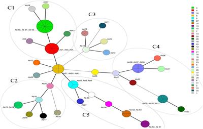 Molecular typing and antibiotic resistance patterns among clinical isolates of Acinetobacter baumannii recovered from burn patients in Tehran, Iran